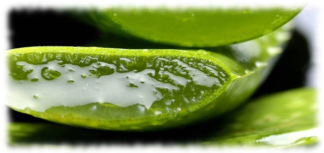 Bild eines angeschnittenen Aloe Vera Blattes zum zeigen der Aloe Drink Inhaltsstoffe.