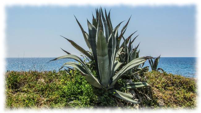 Aloe Drink Wirkung und Inhaltsstoffe von LR Kosmetik